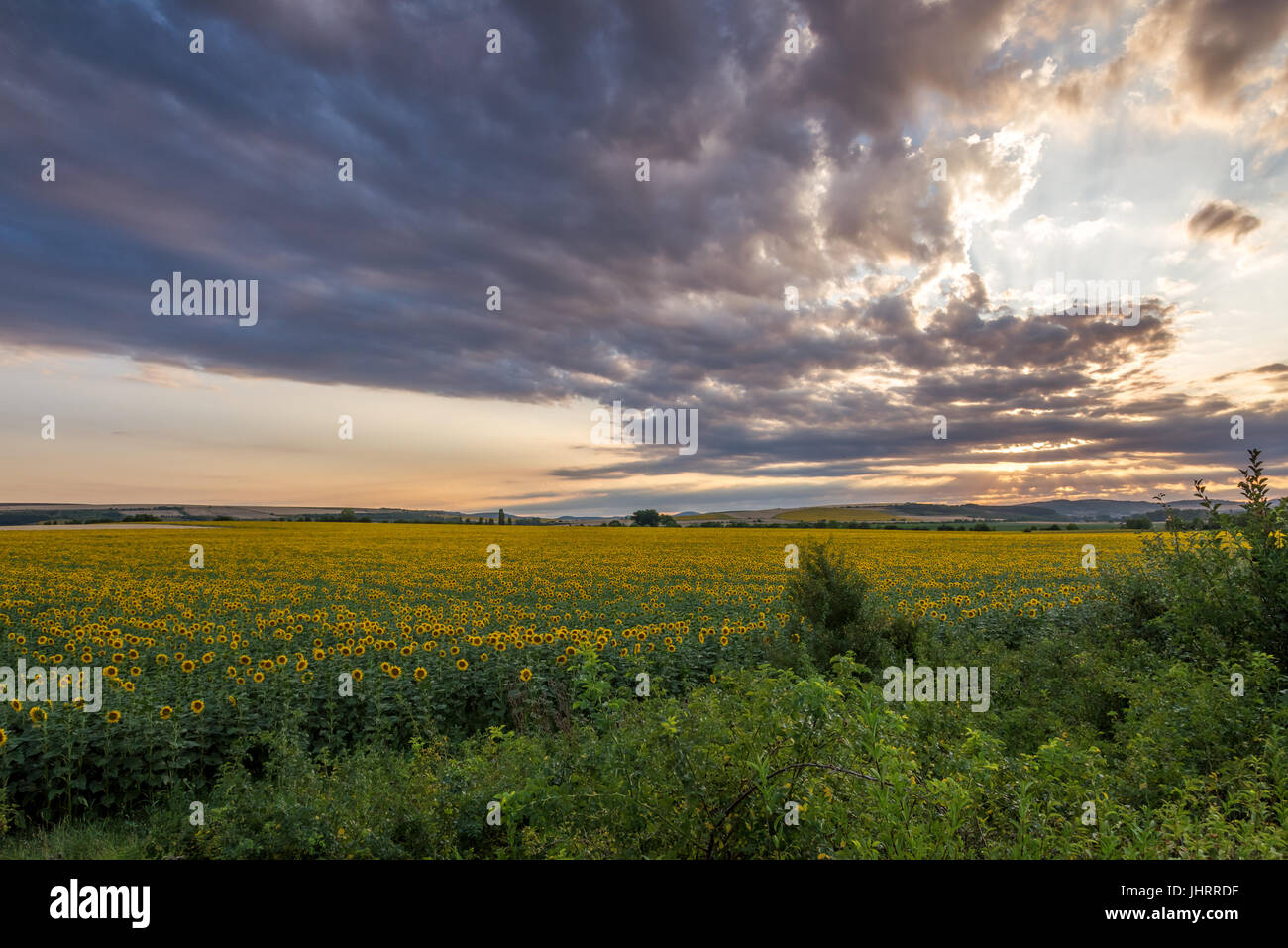 Sunflower field at sunset and dramatic sky Stock Photo - Alamy