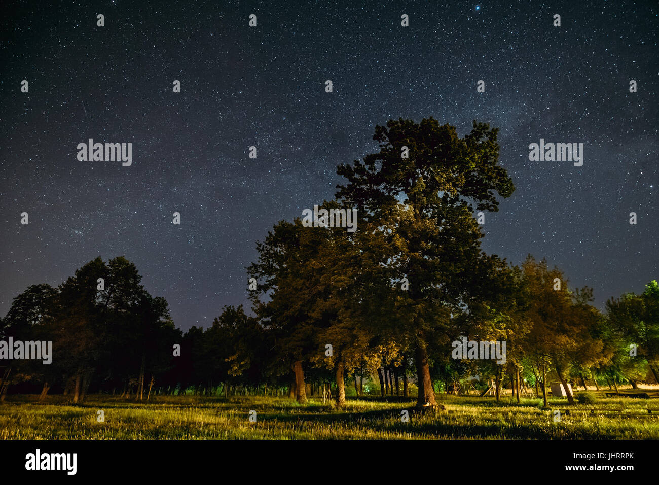 Green Trees Oak Woods In Park Under Night Starry Sky With Milky Way ...