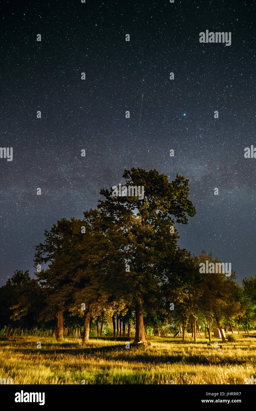 Trees Oak Woods In Park Under Night Starry Sky With Milky Way Galaxy ...