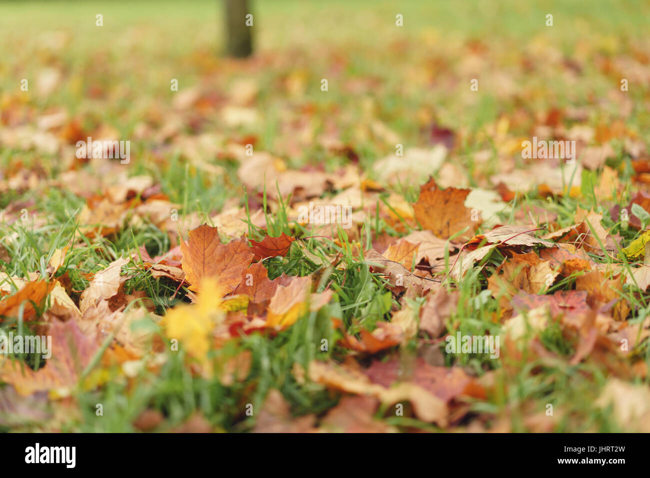 fallen autumn leaves in town park on ground Stock Photo - Alamy