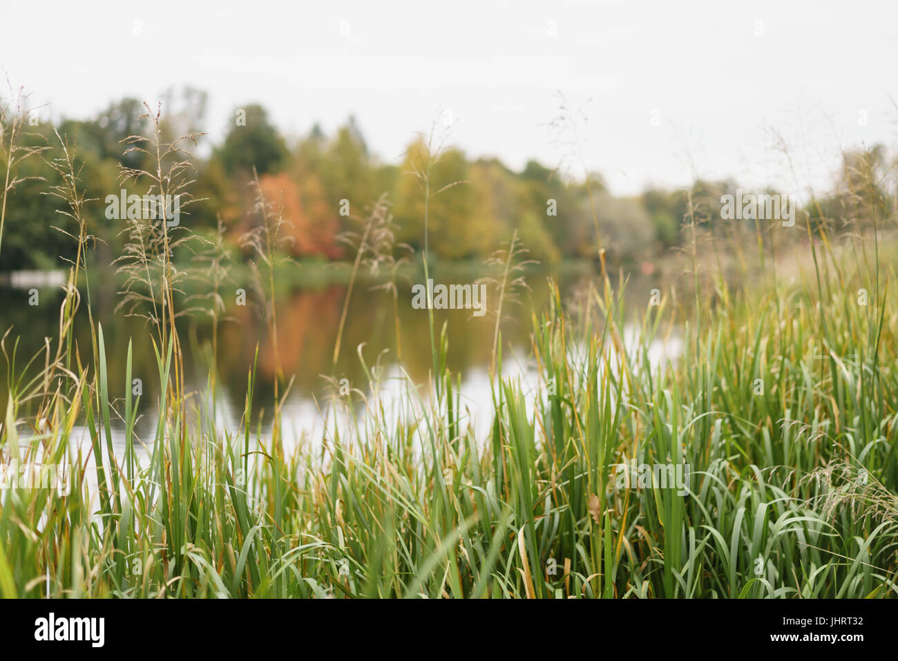 autumn trees with reflection in a small lake in cludy morning Stock ...