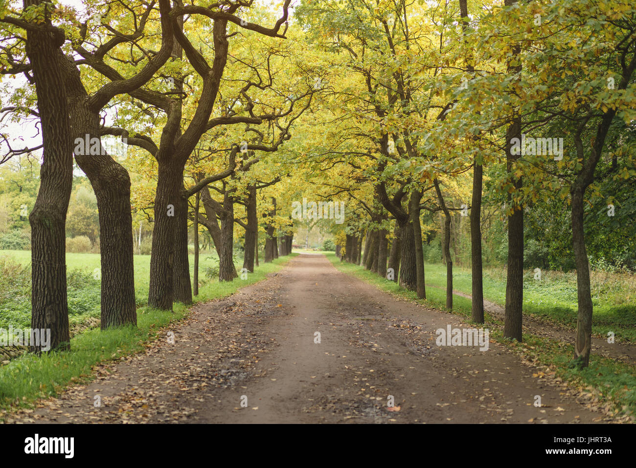 oak alley in park in early autumn Stock Photo - Alamy