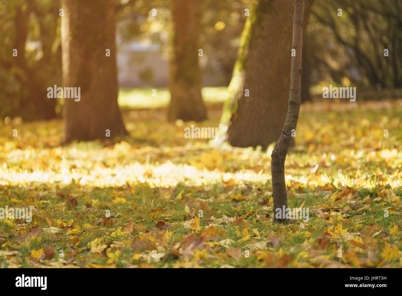 fallen autumn leaves in town park on ground Stock Photo - Alamy