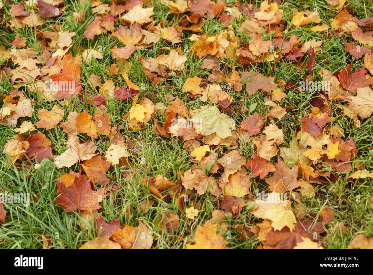 fallen autumn leaves in town park on ground Stock Photo - Alamy