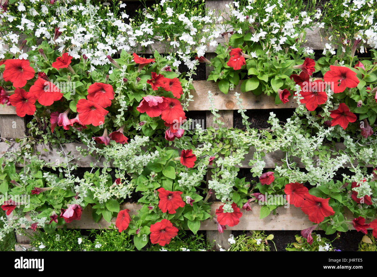 Trailing plants grown in recycled pallet container Stock Photo