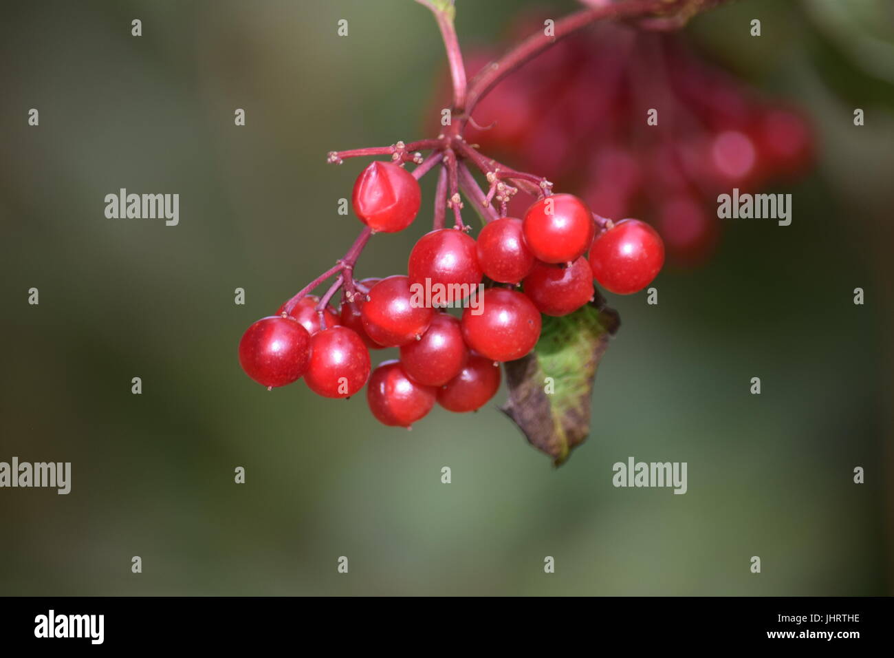 Bunch of redcurrants Stock Photo