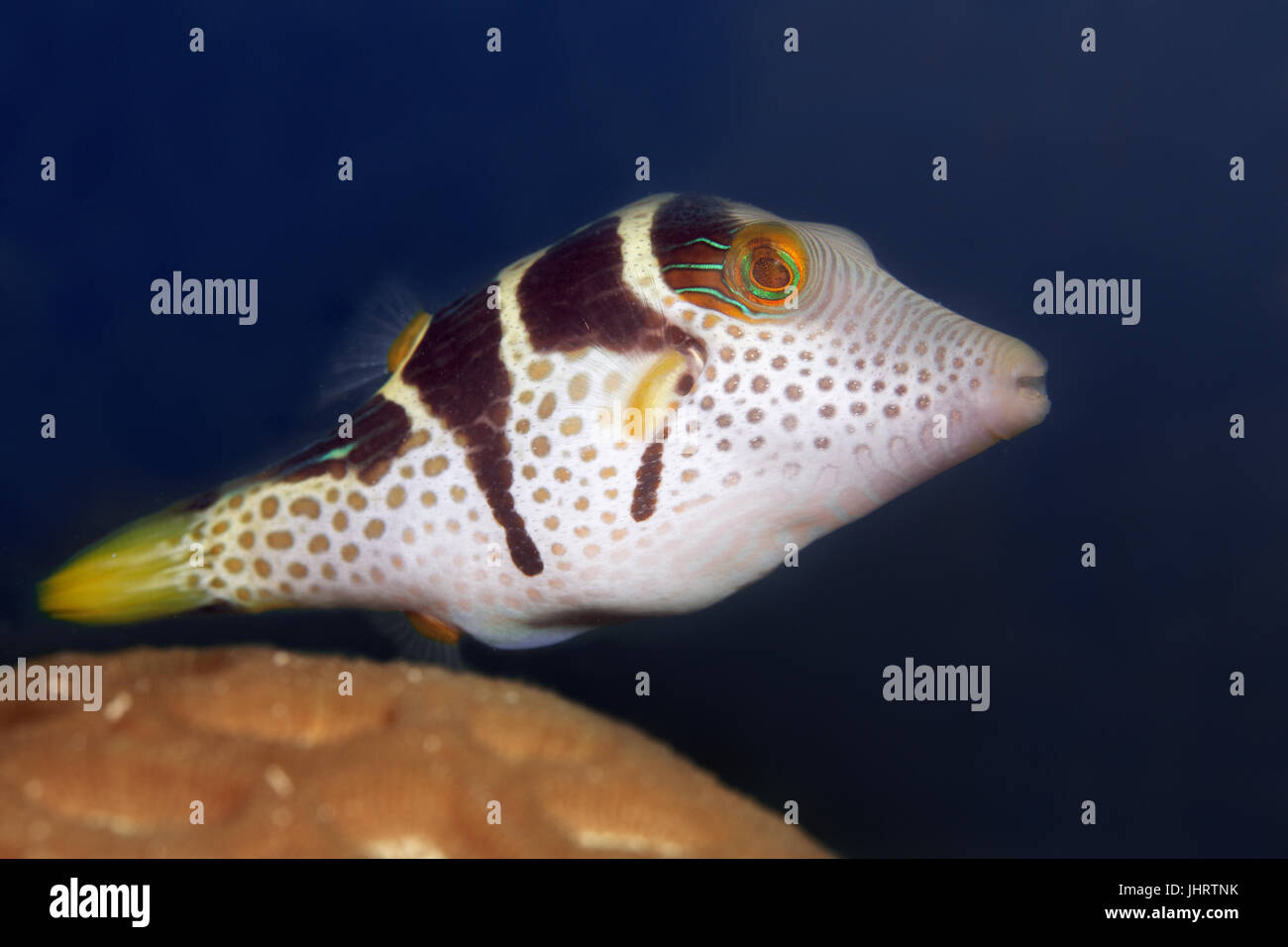 Valentin's sharpnose puffer (Canthigaster valentini), Palawan, Mimaropa, Sulu Lake, Pacific Ocean, Philippines Stock Photo