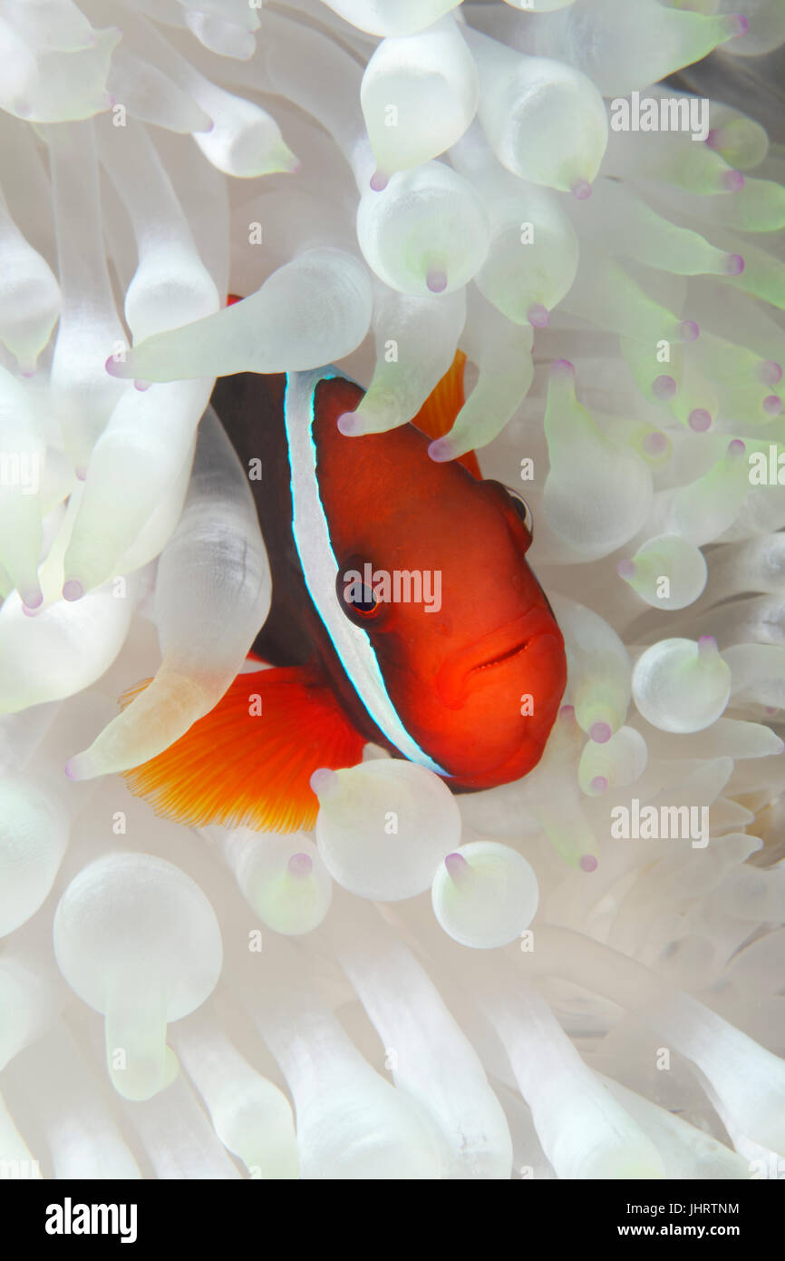 Clark's anemonefish (Amphiprion clarkii) in a malu anemone (Heteractis malu), white, Palawan, Mimaropa, Sulu Lake, Pacific Ocean Stock Photo