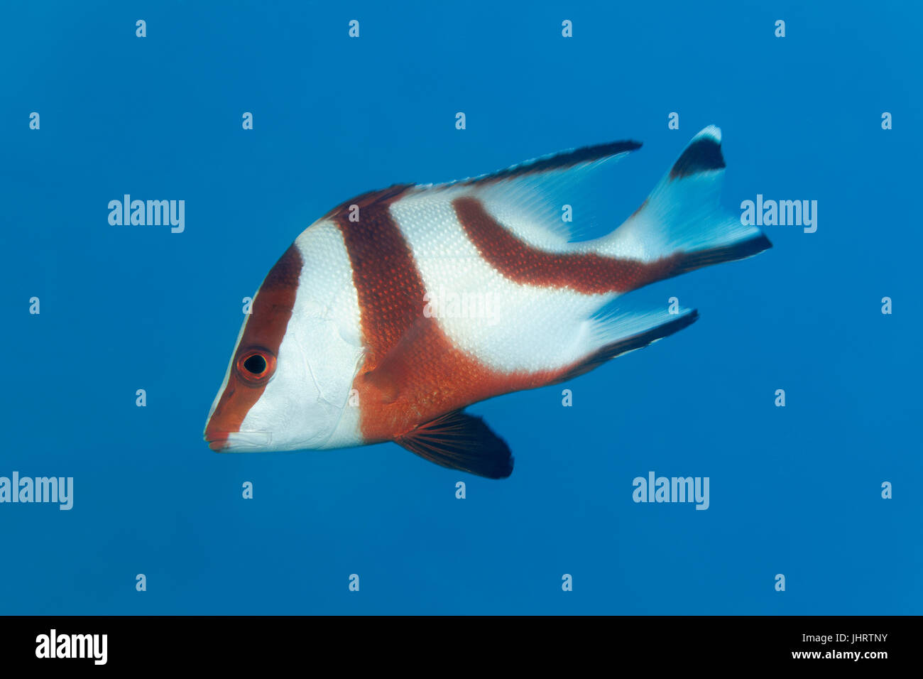 Emperor red snapper (Lutjanus sebae) swimming in the blue, Palawan