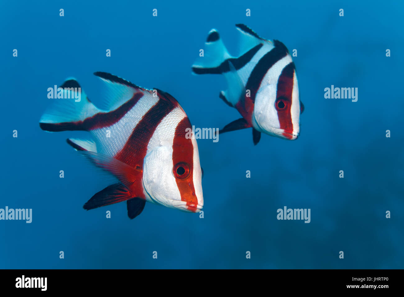 Two emperor red snappers (Lutjanus sebae) swimming in the blue, Palawan, Mimaropa, Sulu Lake, Pacific Ocean, Philippines Stock Photo
