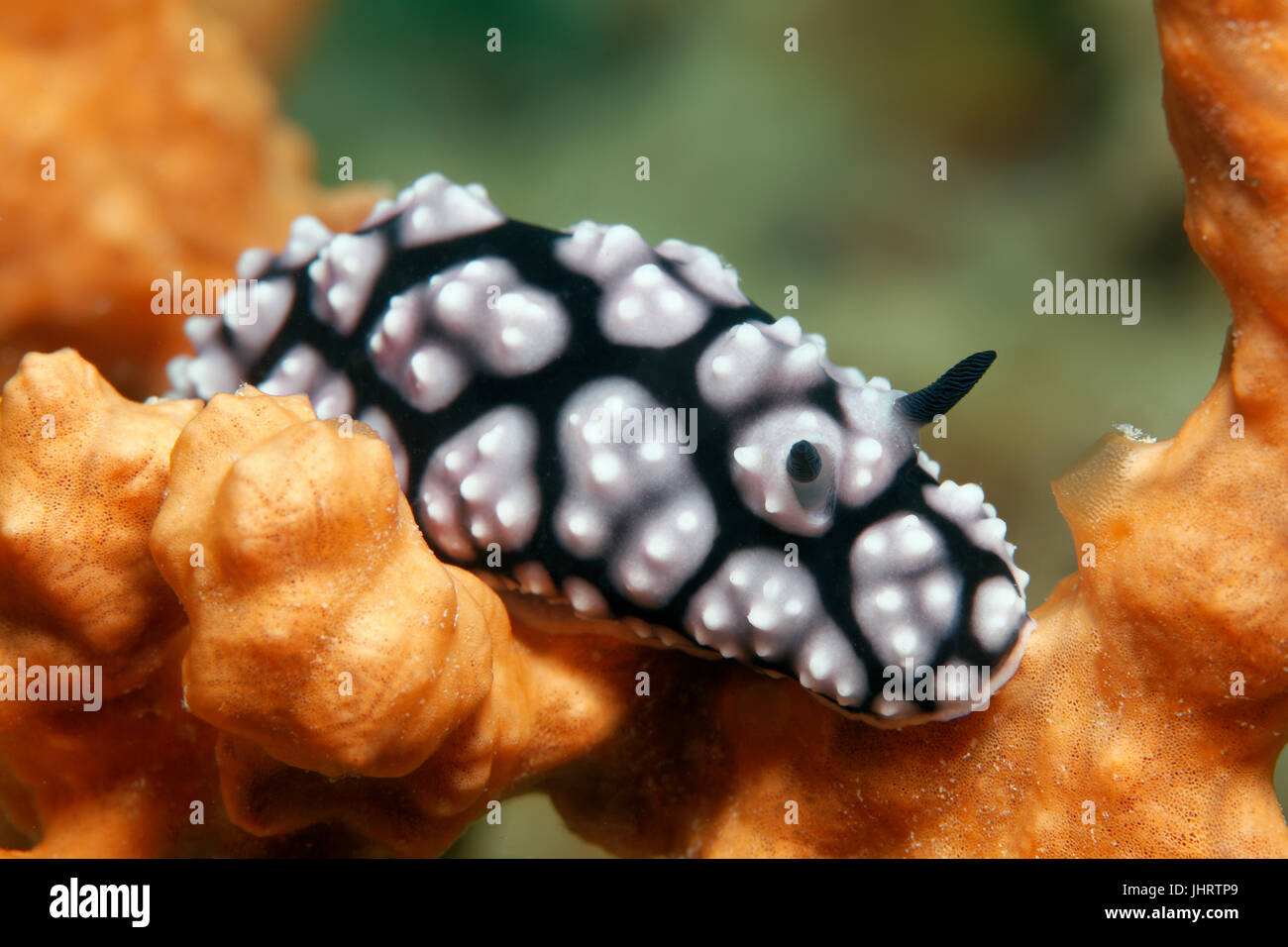 Phyllidiella pustulosa crawling over sponge, Palawan, Mimaropa, Sulu lake, Pacific Ocean, Philippines Stock Photo