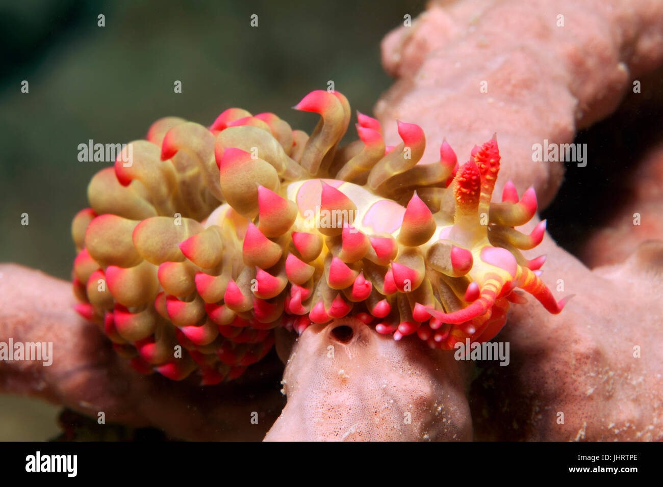 Aeolidida crawling over Sponge (Porifera), Palawan, Mimaropa, Sulu Sea, Pacific Ocean, Philippines Stock Photo