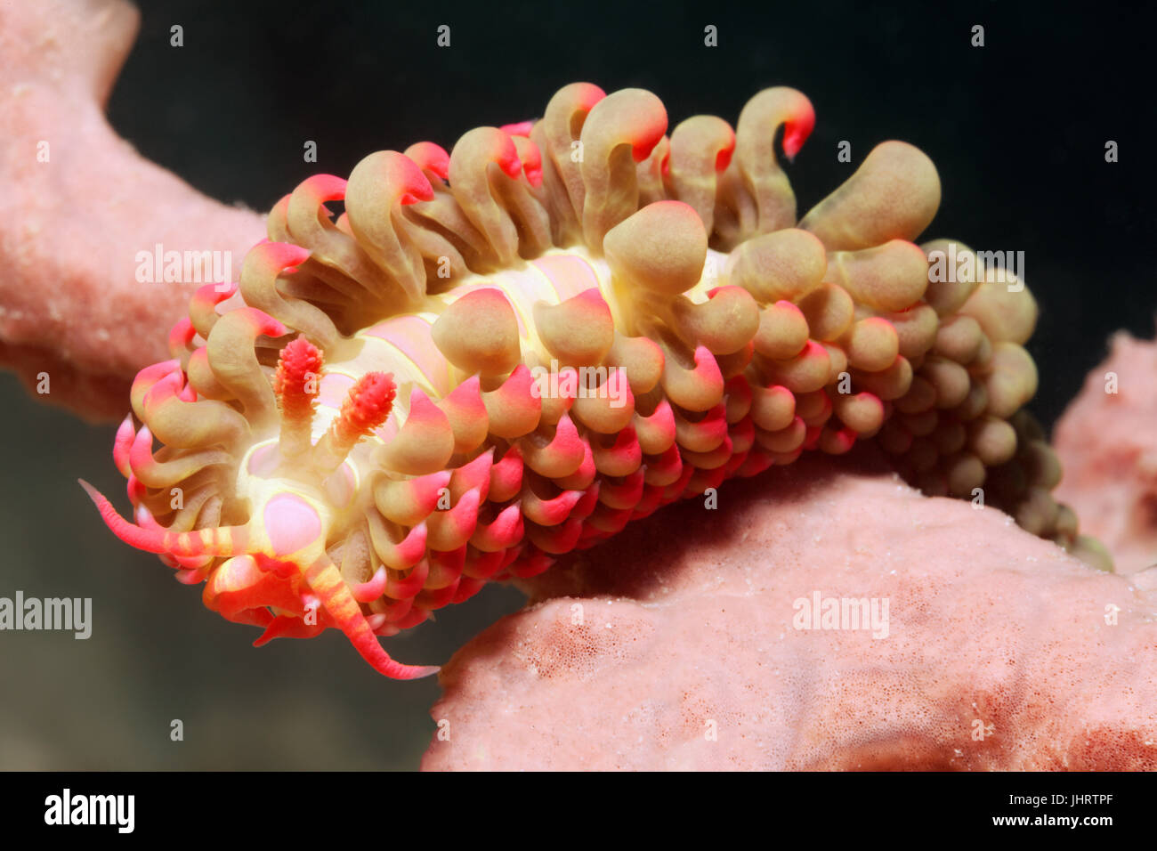 Aeolidida crawling over Sponge (Porifera), Palawan, Mimaropa, Sulu Sea, Pacific Ocean, Philippines Stock Photo