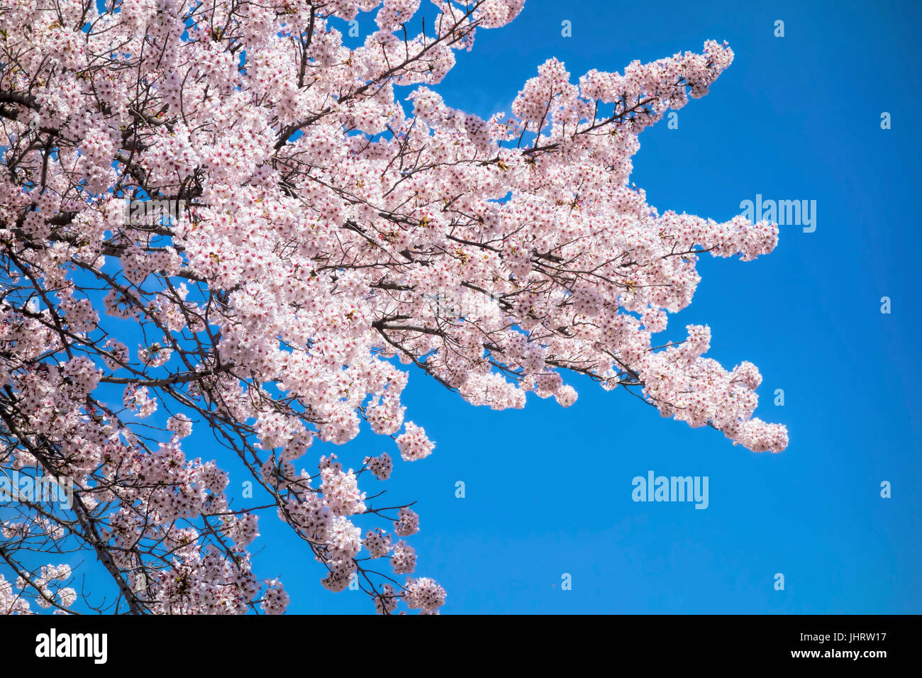 cherry blossom trees in japan Stock Photo Alamy