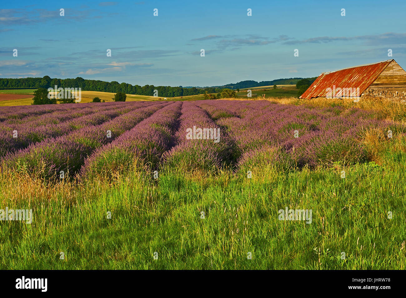 Lavender field in the Cotswolds, close to the village of Snowshill Stock Photo