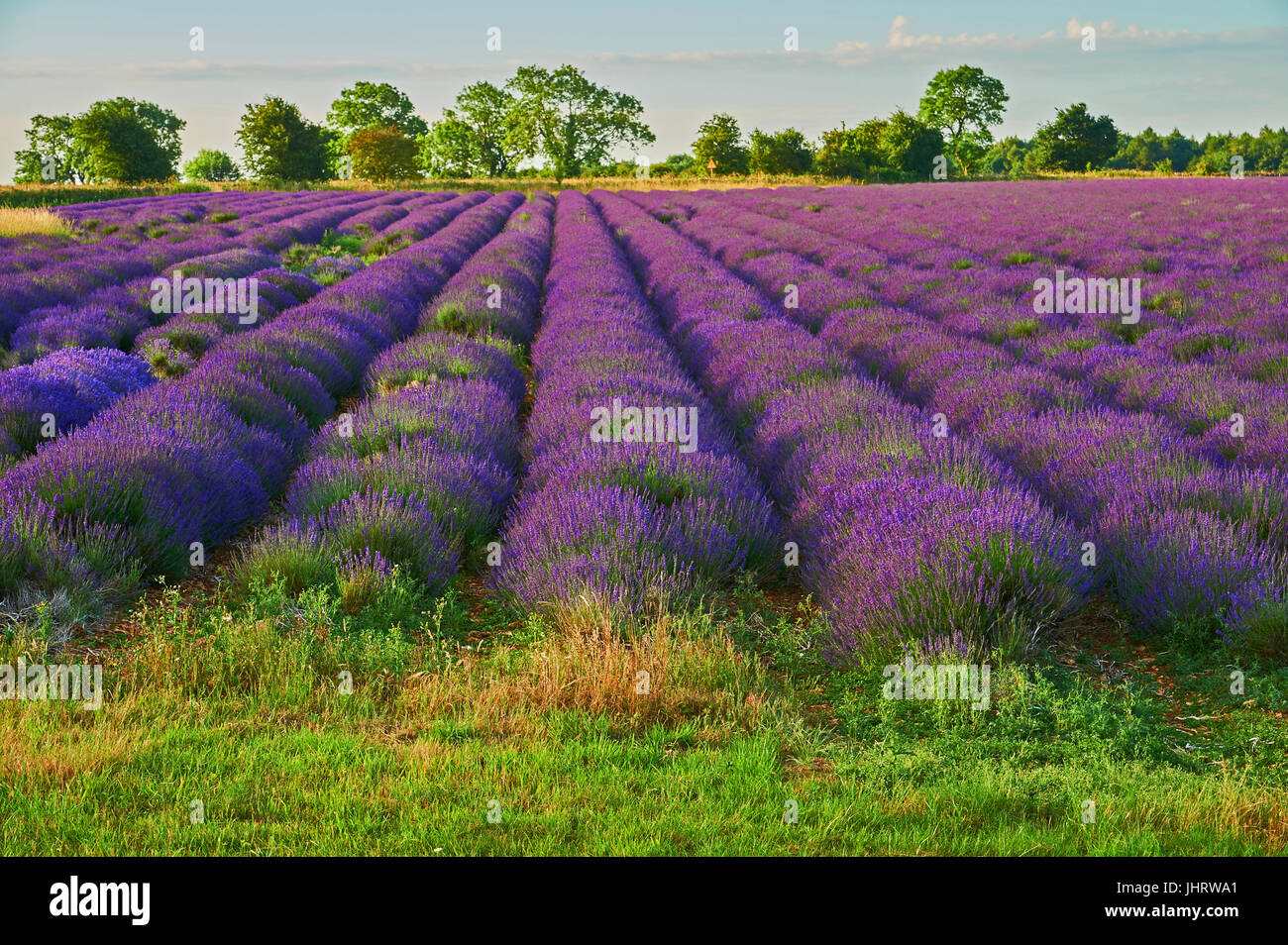 Lavender field in the Cotswolds, England, near the village of Snowshill, Gloucestershire Stock Photo