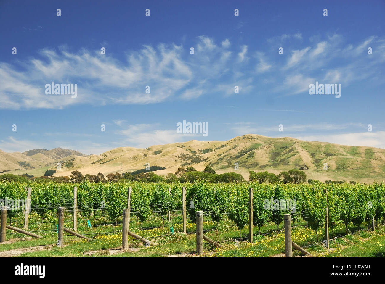Wine cultivation in New Zealand, Weinanbau in Neuseeland Stock Photo