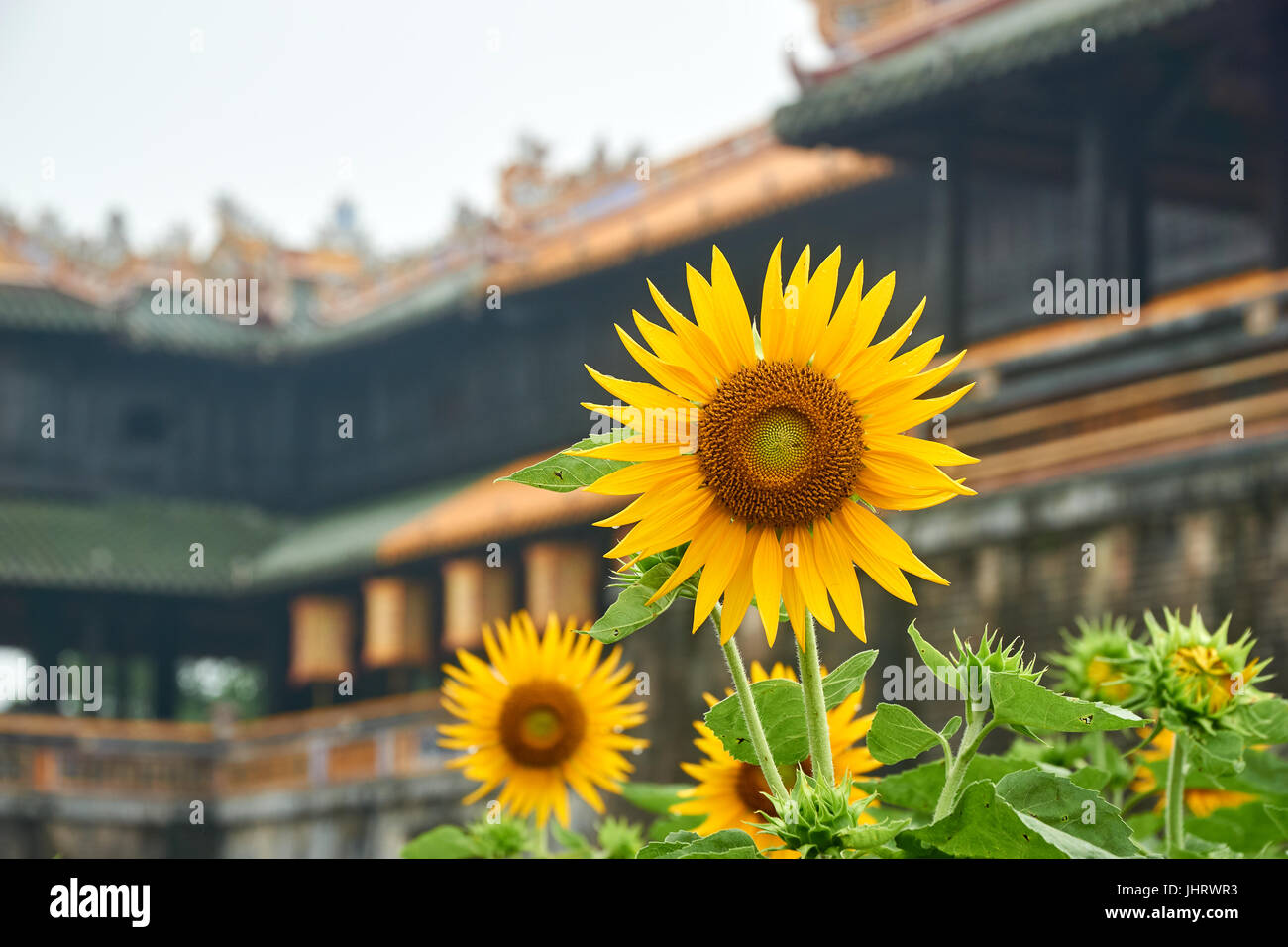 Sunflower in front of the entrance door from the imperial city, Hue, Vietnam. On a foggy day. Stock Photo