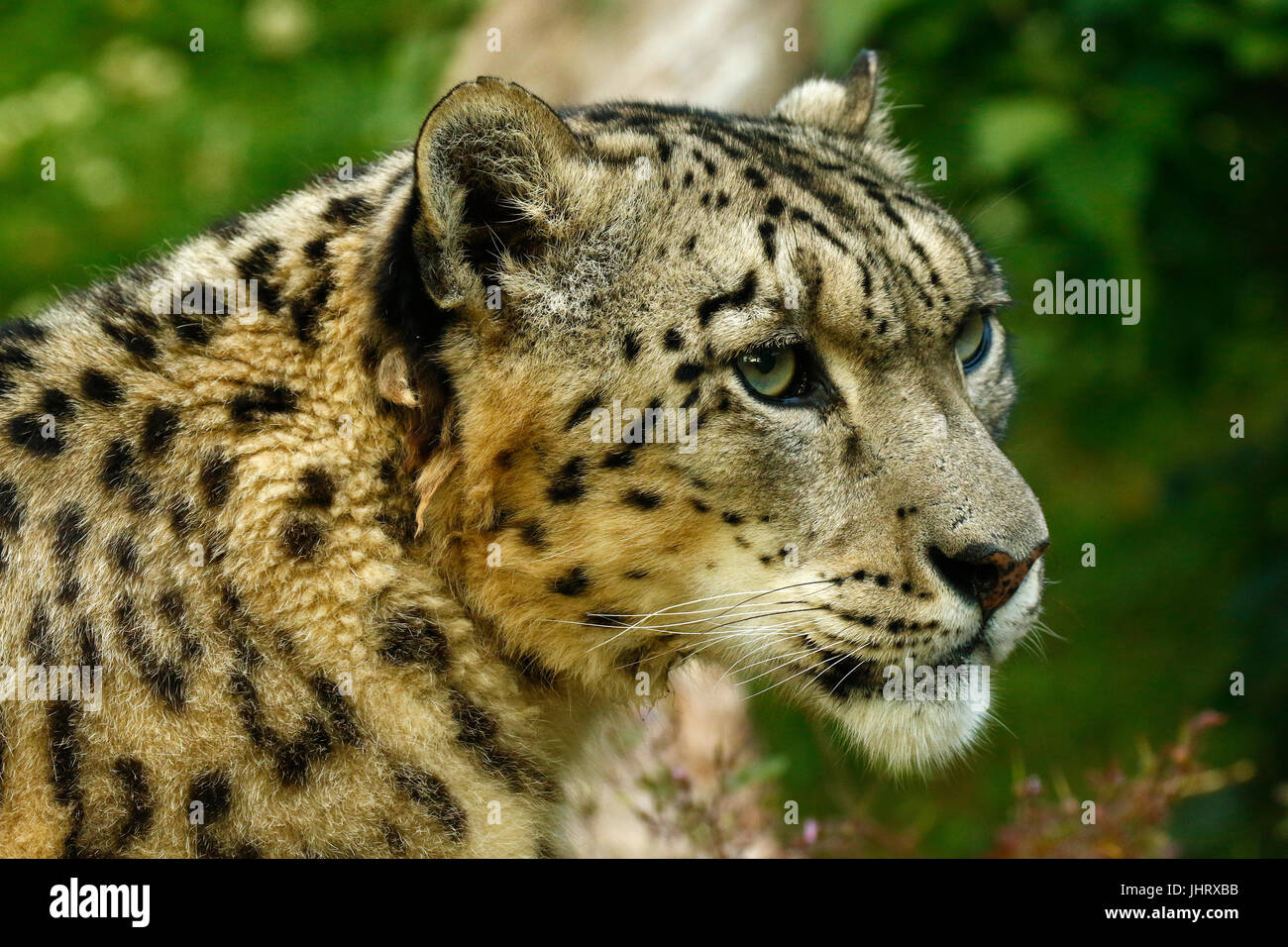The very shy & rare Snow Leopard Stock Photo - Alamy