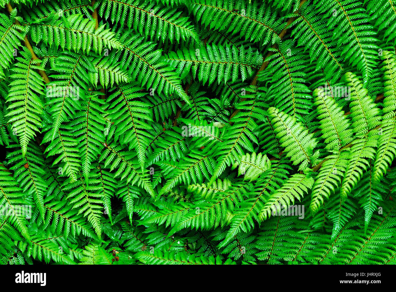 'Fern sheets, Fiordland national park, world nature heir South West New Zealand, west coast, south island New Zealand; February ', Farnblaetter, Fiord Stock Photo