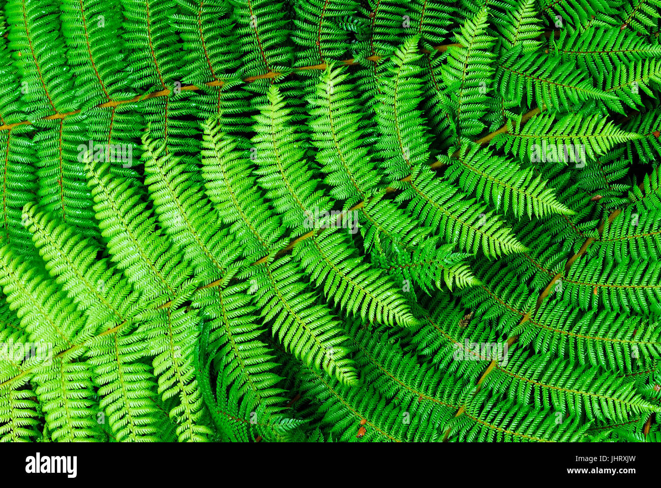 'Fern sheets, Fiordland national park, world nature heir South West New Zealand, west coast, south island New Zealand; February ', Farnblaetter, Fiord Stock Photo