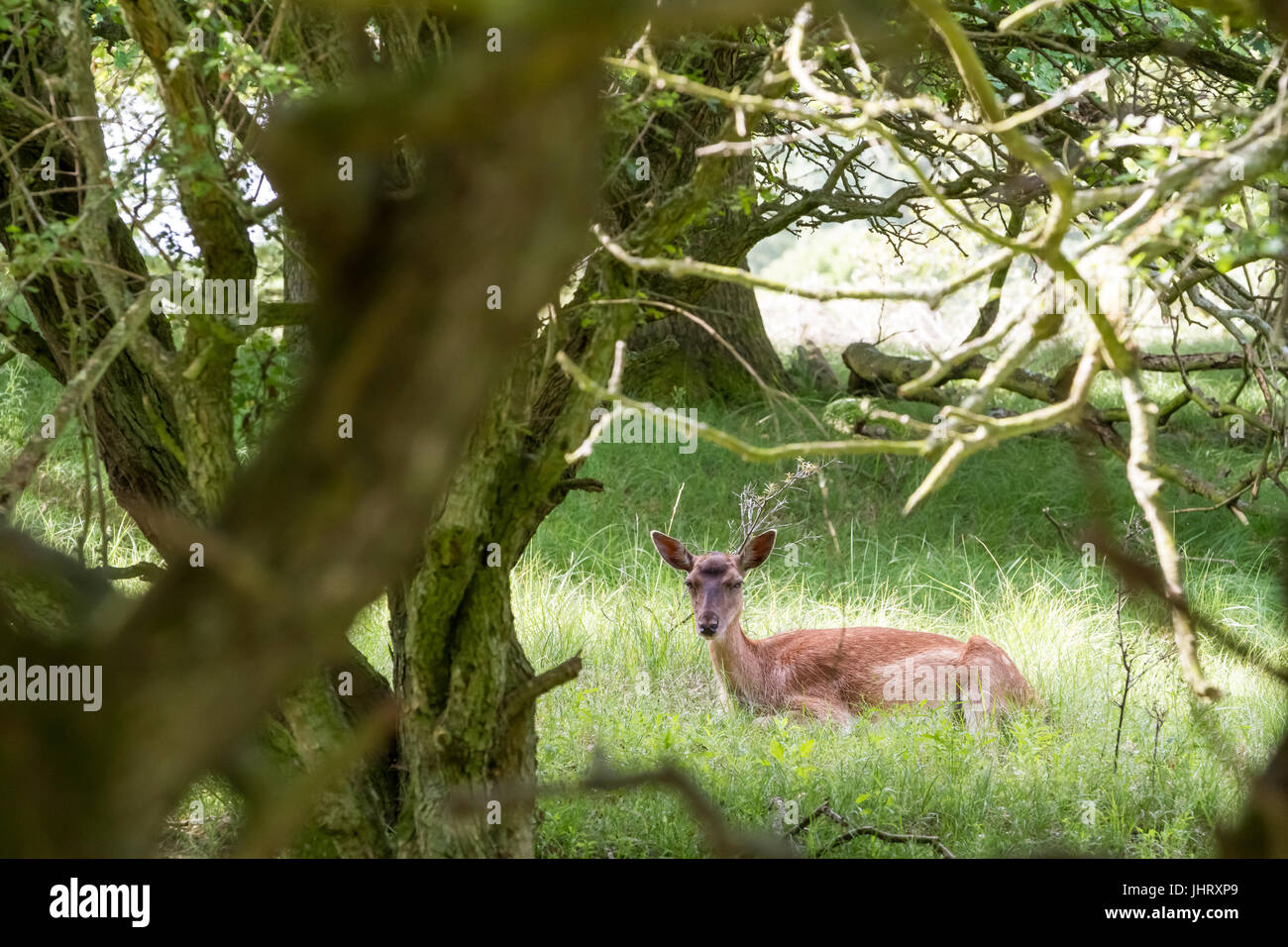 In the Netherlands on a roadside there is a fallow deer Stock Photo