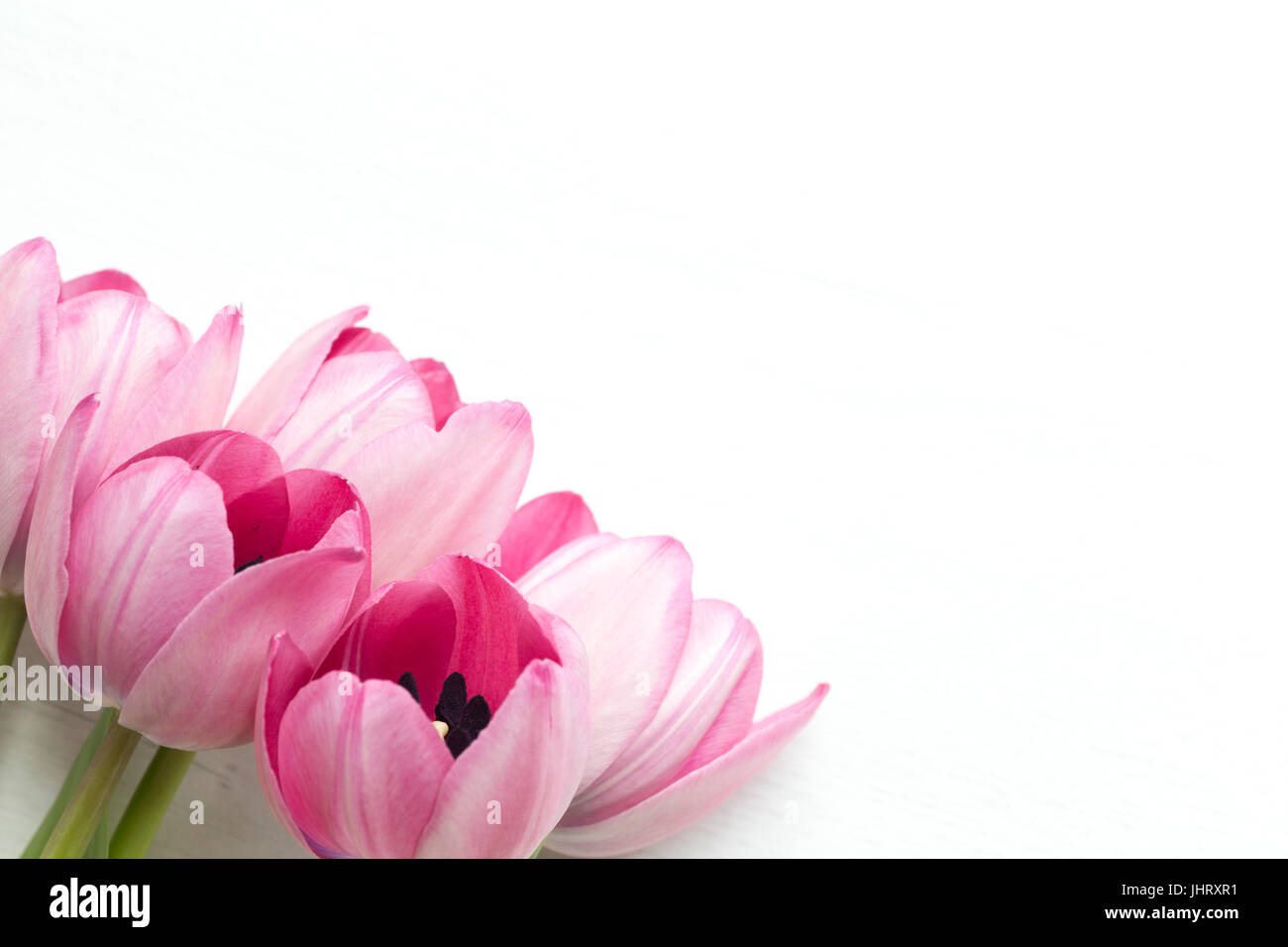 Pink tulip on white background Stock Photo - Alamy