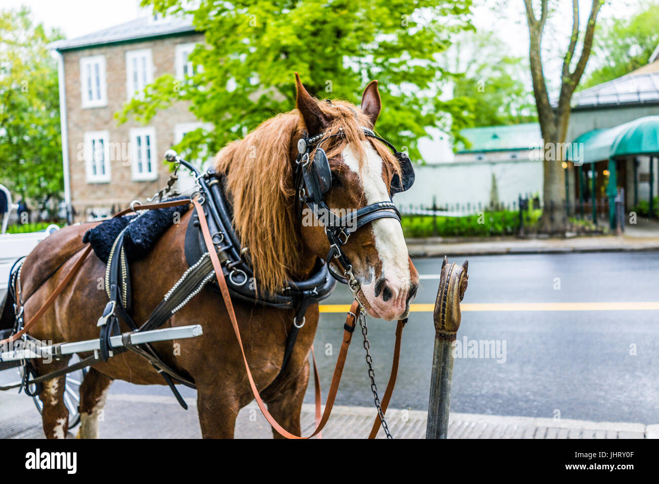 Quebec City, Canada May 30, 2017 Horse standing attached to carriage