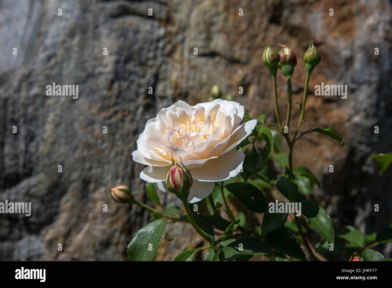 Blooming English roses in the garden on a sunny day. Stock Photo