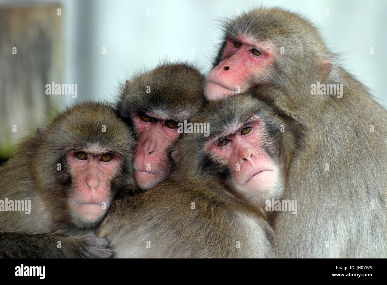 Get 4 affen lustig Free 4 Affen Lustig