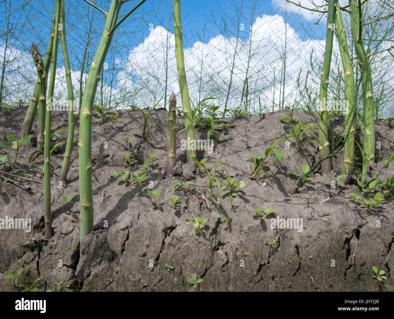 Harpstedt, Germany. 15th July, 2017. Roughly one meter tall asparagus fern can be seen on a field near Harpstedt, Germany, 15 July 2017. After the end of the asparagus harvest on 24 June, the plant needs to grow a green bush with fine, needle-shaped leaves. By doing so, the asparagus can gain enough strength until the first frost to survive the winter. Photo: Ingo Wagner/dpa/Alamy Live News Stock Photo