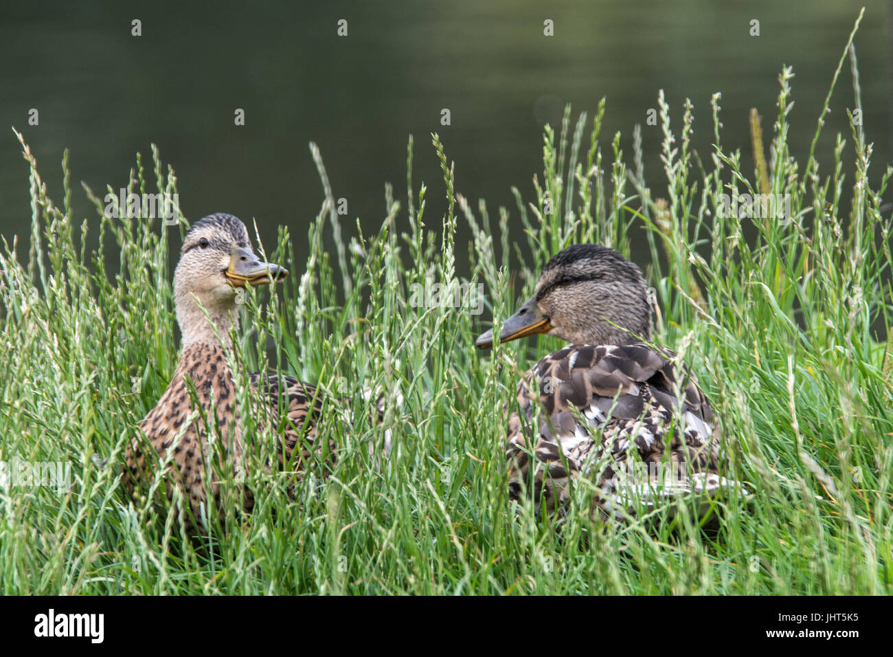 Melton Mowbray. 15th July 2017. UK Weather: Grey clouds, cool wind with rain reflections on the lake, Ducks, Swans, Geece Bee's and hover flies working hard during the warmer months. Clifford Norton/Alamy Live Stock Photo