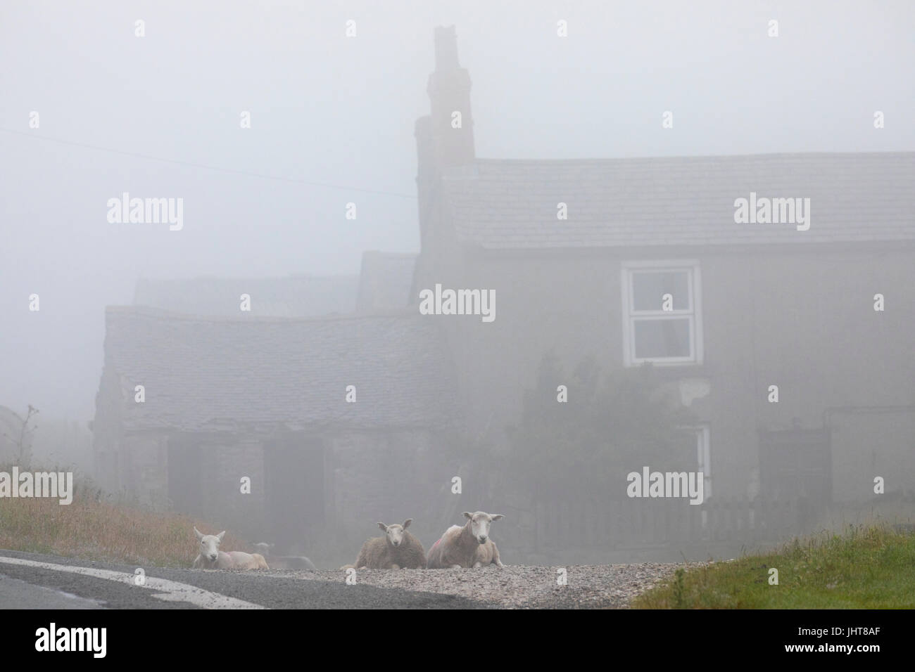 Sheep lay down on road in the mist and fog in front of their farmers house on Halkyn Mountain, North Wales, UK Stock Photo