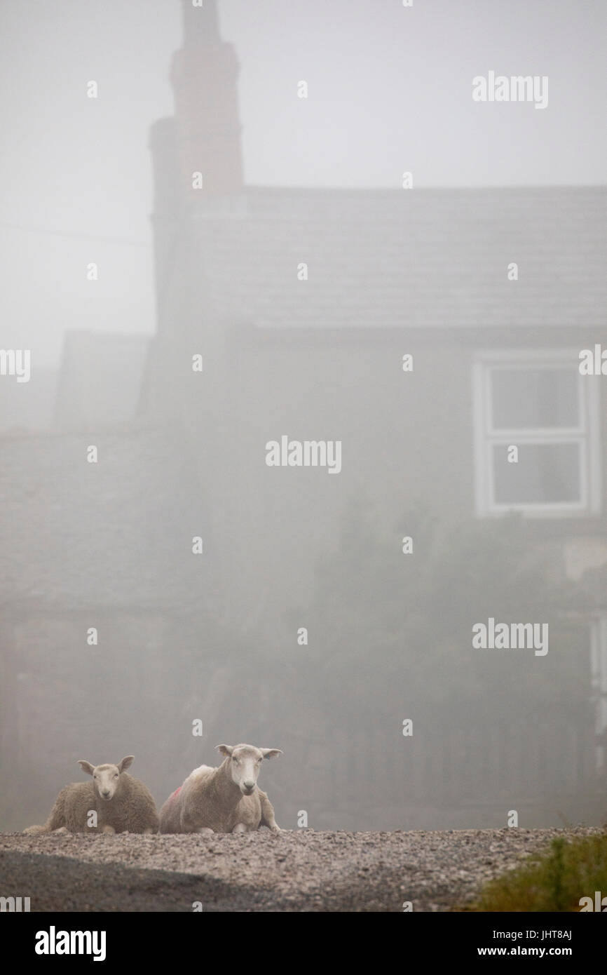 Sheep lay down on road in the mist and fog in front of their farmers house on Halkyn Mountain, North Wales, UK Stock Photo