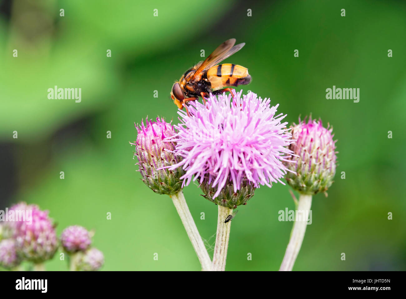Side view of a hoverfly standing a purple plume thistle flower. Stock Photo