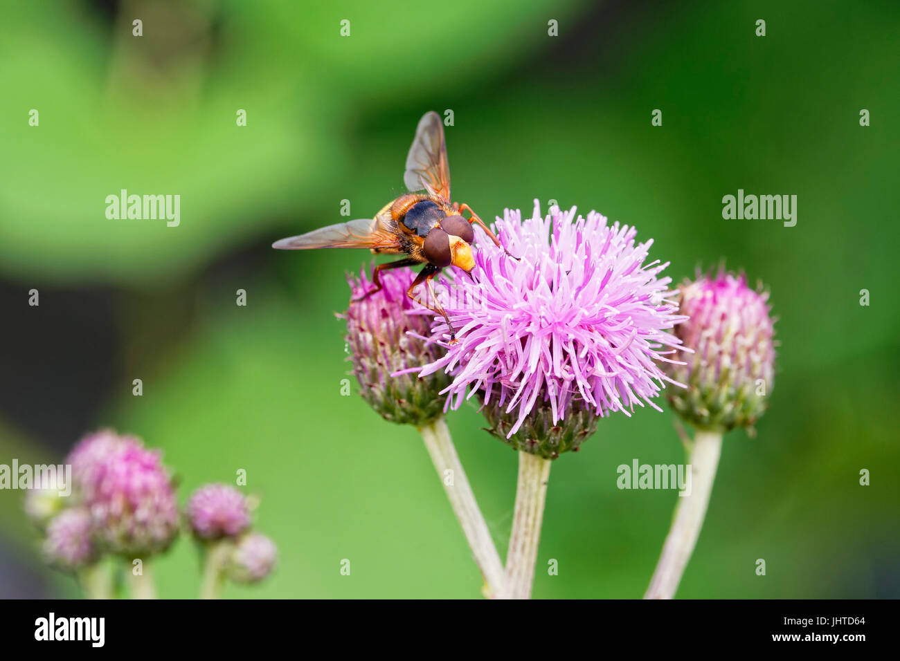Close up of a hoverfly searching a purple plume thistle flower for food. Stock Photo