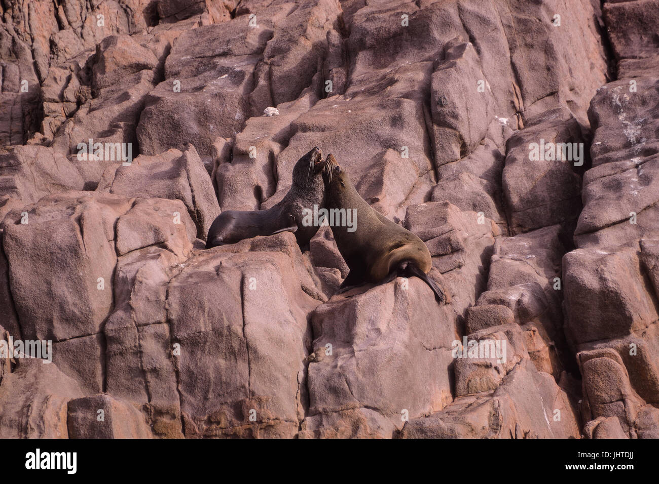 Two Australian fur seals playing with each other on a rockface in Port Stephens, New south wales, Australia. Stock Photo