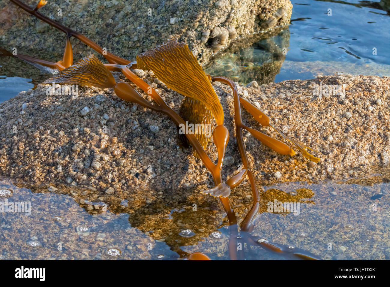 Sea kelp stranded on the rock at Monterey beach in California, USA Stock Photo