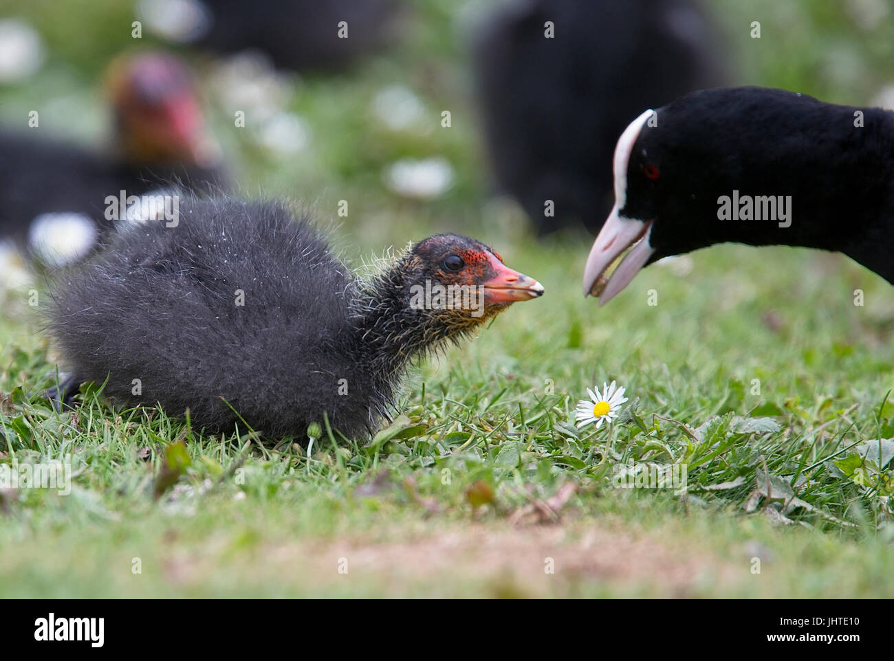 Eurasian Coot (Fulica atra), adult feeding juvenile, West Sussex, England, UK Stock Photo Alamy