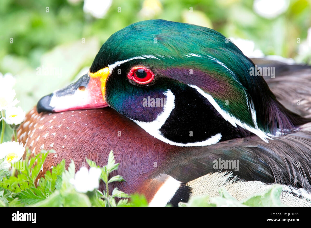 Wood Duck or Carolina Duck (Aix sponsa), close-up of an adult male