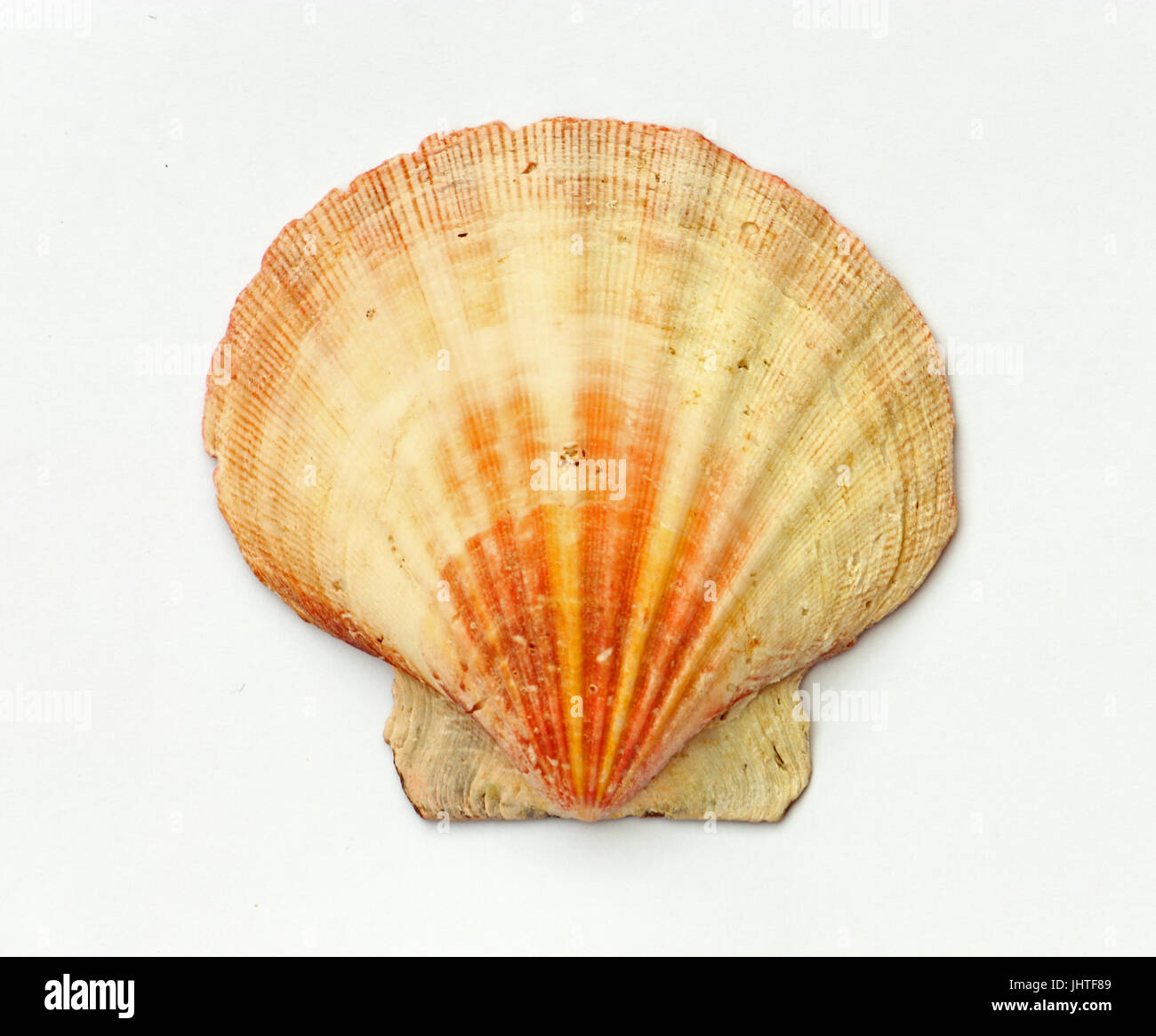Seashell isolated on white background Stock Photo - Alamy