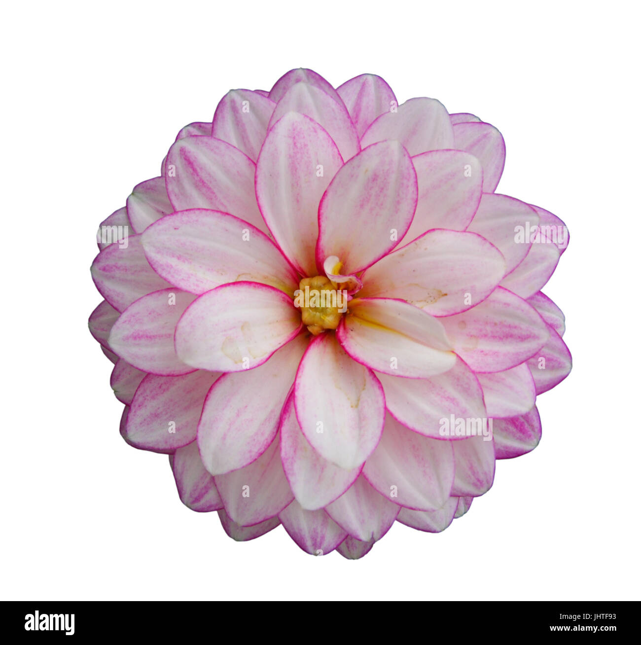 Flower of pink dahlia, isolated on white closeup Stock Photo - Alamy
