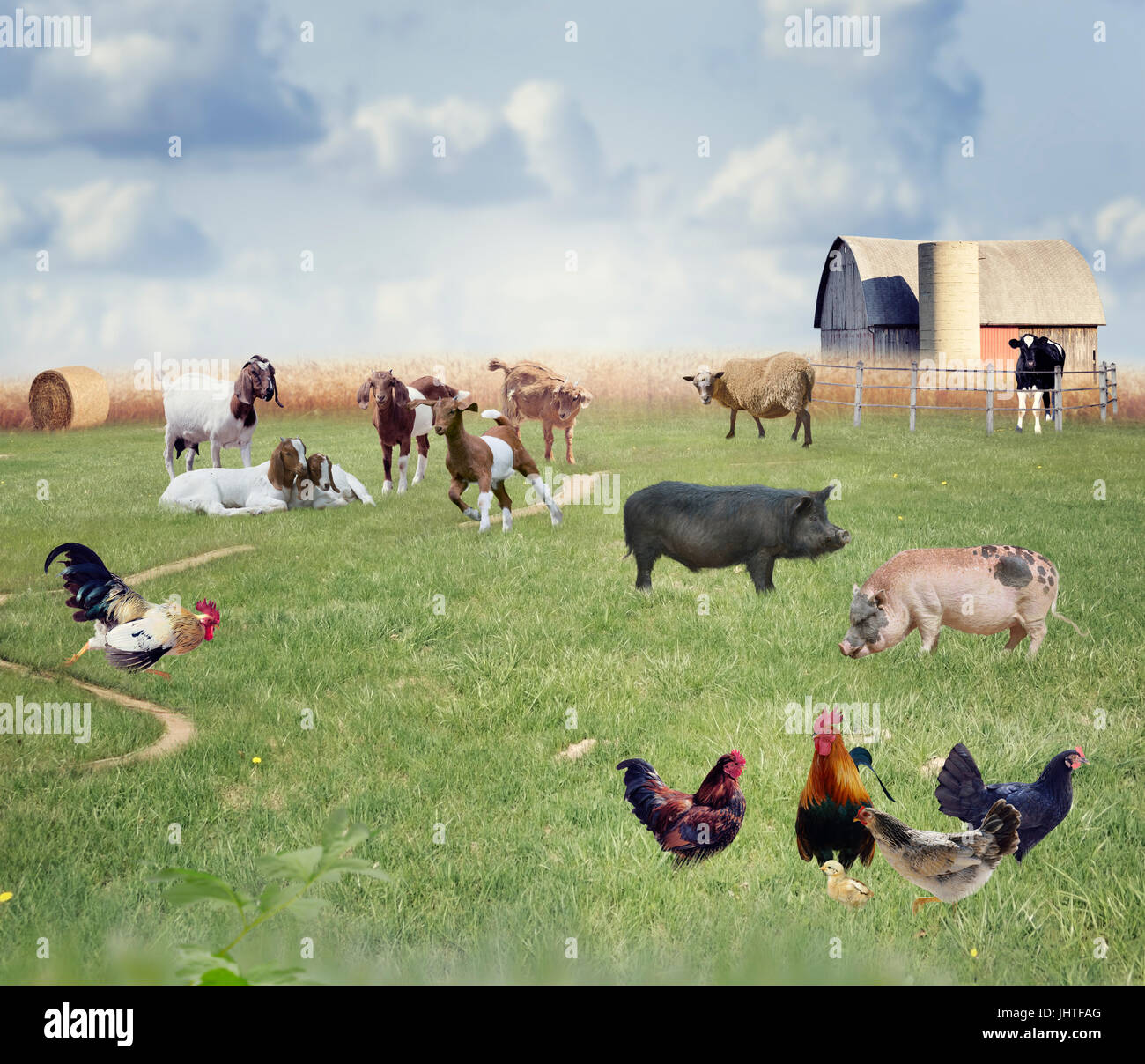 Farm Animals in a field Stock Photo