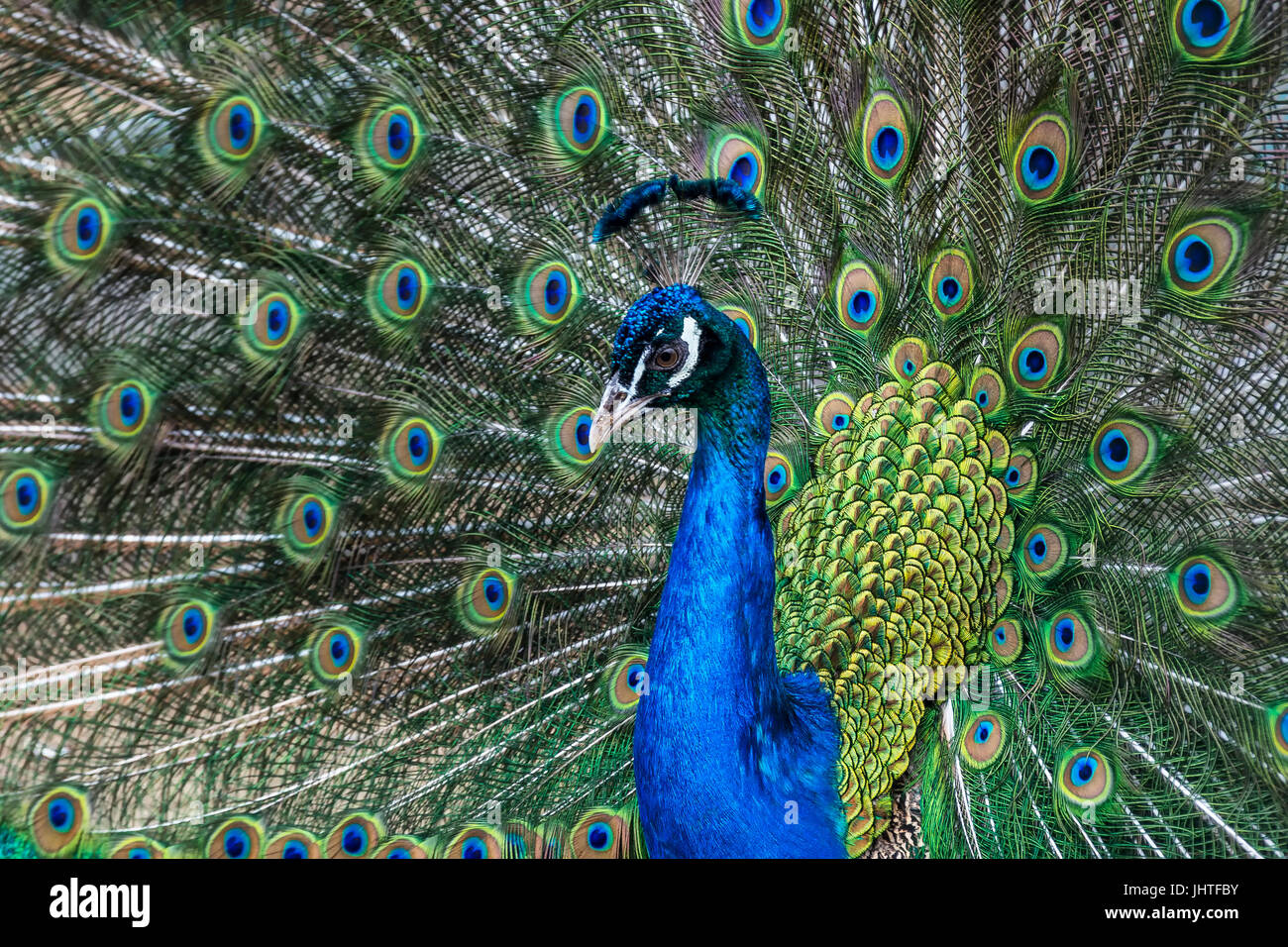 Wild animal world. Peacock with open colorful tail Stock Photo - Alamy