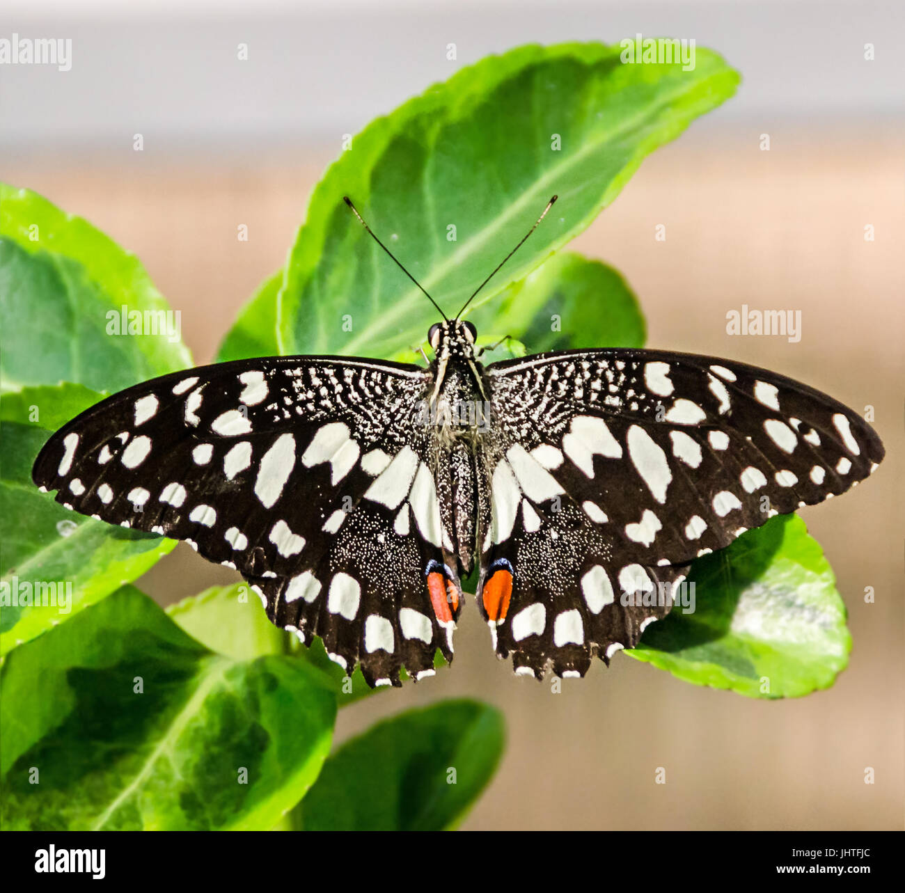 Black with white spots butterfly, close up Stock Photo Alamy