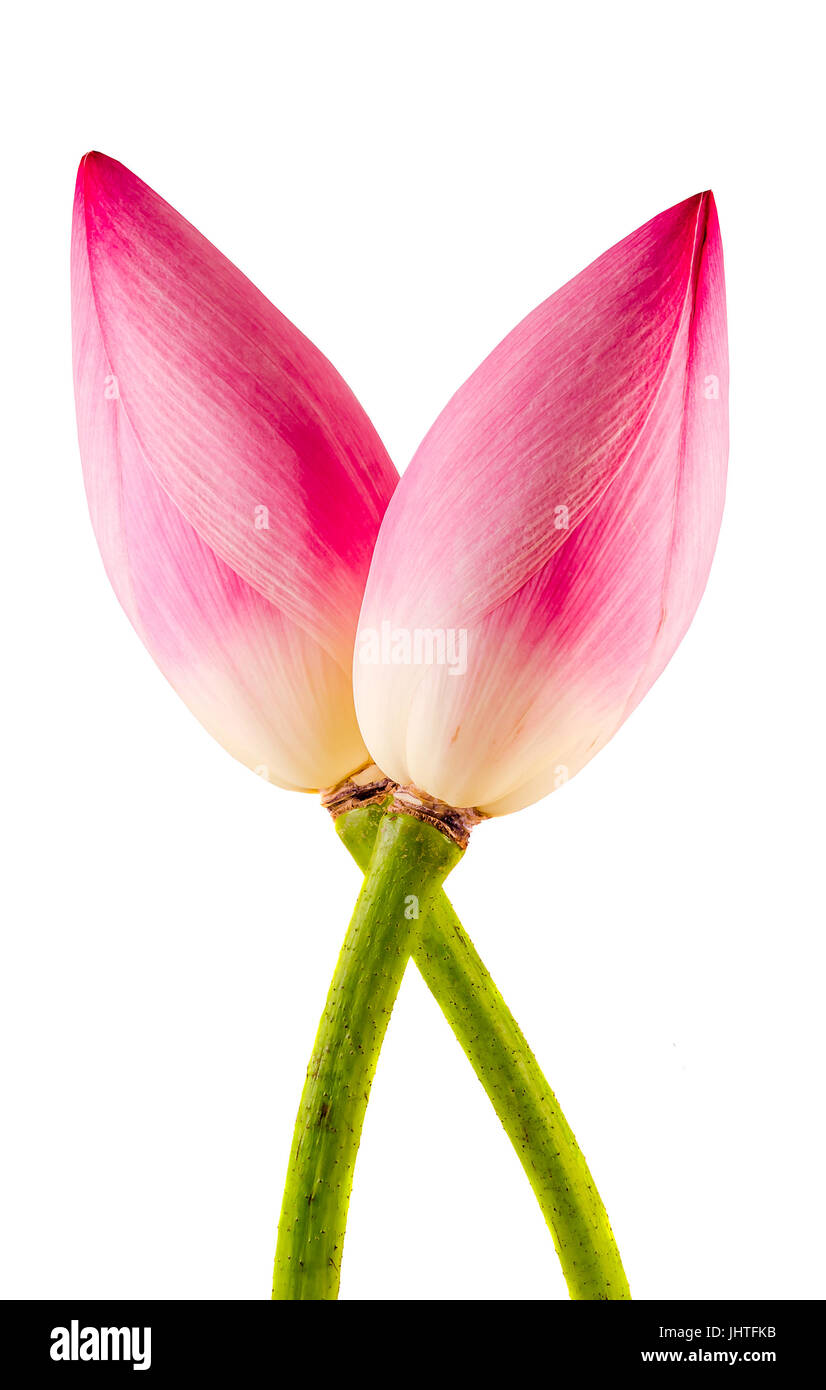 Pink lotus flowers, water lily bud, close up, isolated Stock Photo Alamy