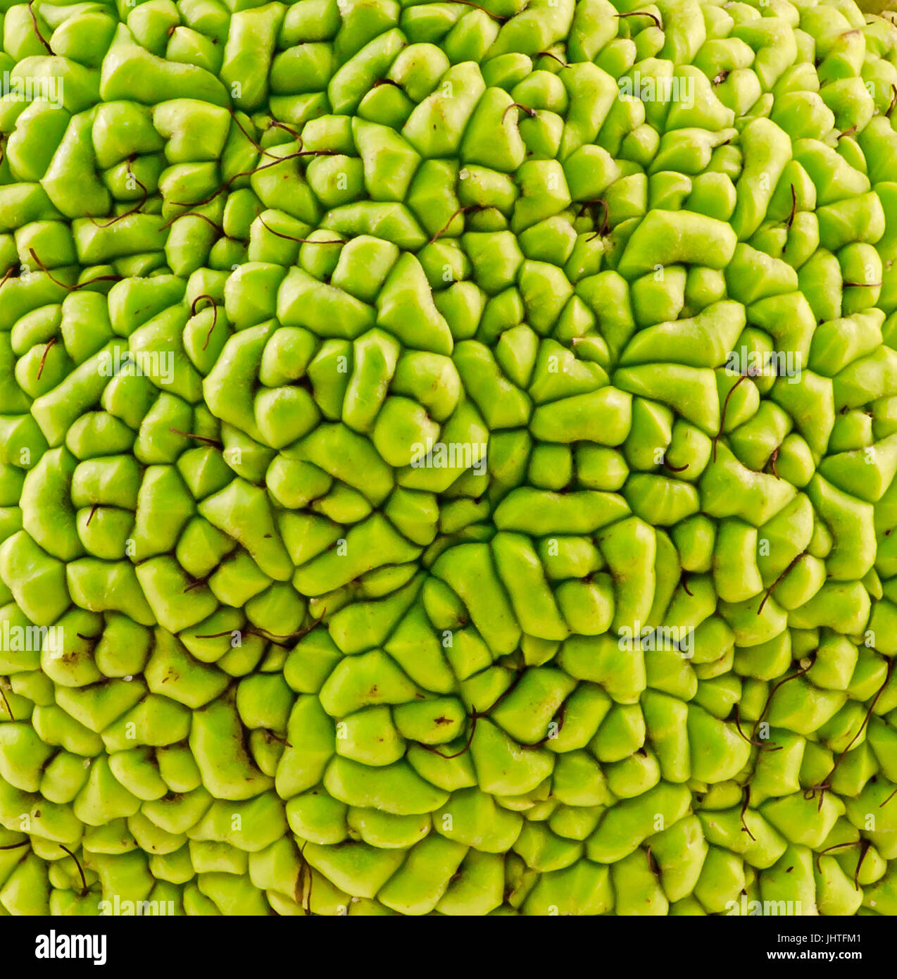 Green fruit of Maclura pomifera, also known as Osage orange, hedge apple, horse apple, monkey ball, bois d'arc, bodark, bodock or in romanian as 'Lapt Stock Photo