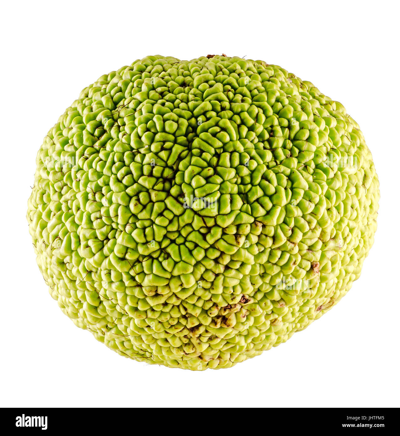 Green fruit of Maclura pomifera, also known as Osage orange, hedge apple, horse apple, monkey ball, bois d'arc, bodark, bodock or in romanian as 'Lapt Stock Photo