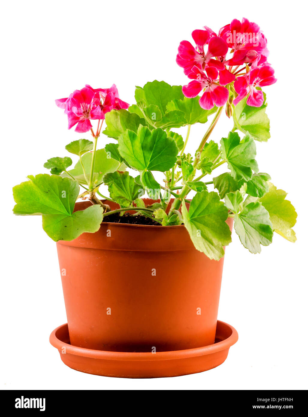 Red Geranium flower in a brown flower pot, close up, white background Stock  Photo - Alamy