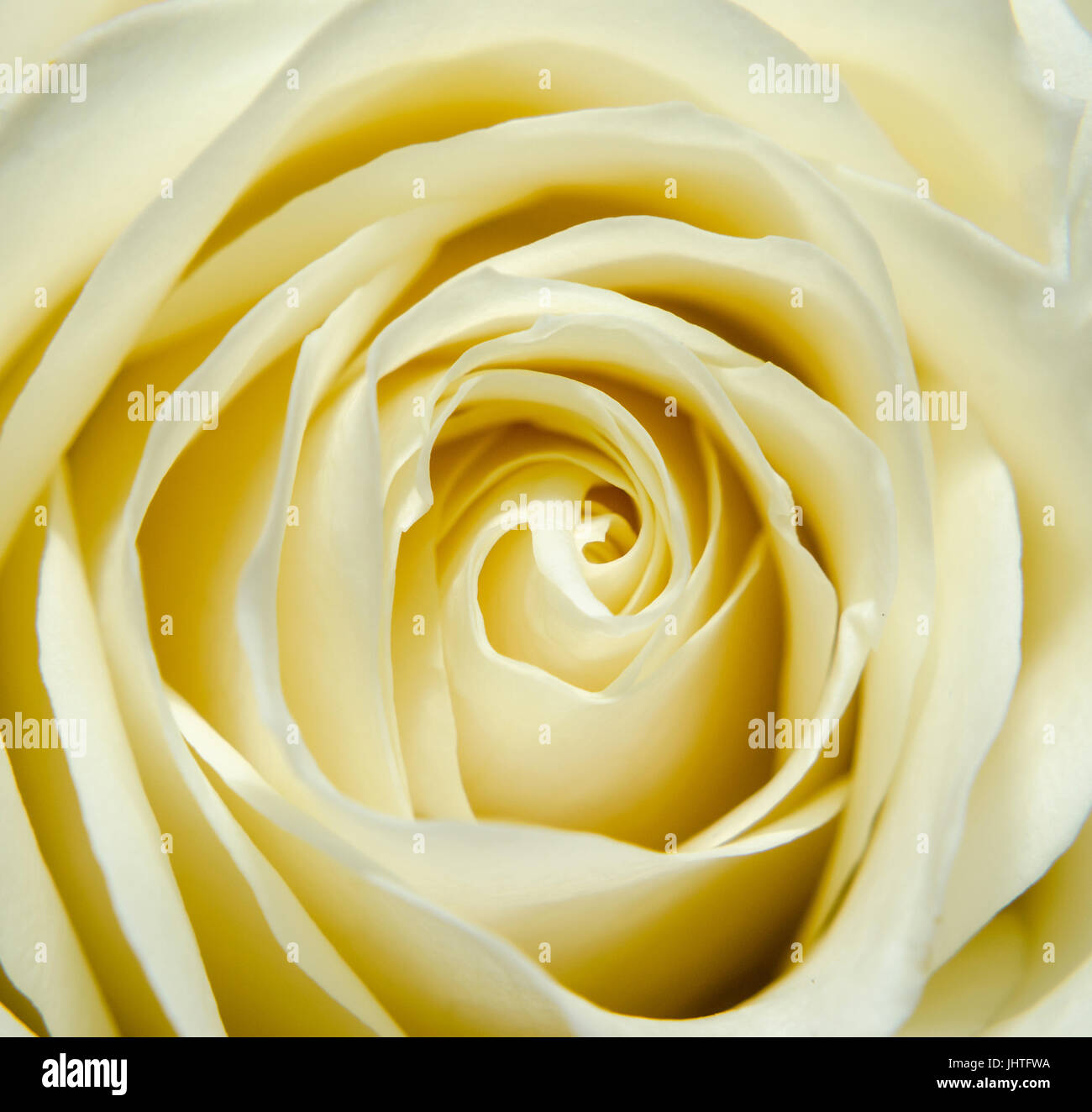 Yellow rose petals texture, close up, background Stock Photo - Alamy